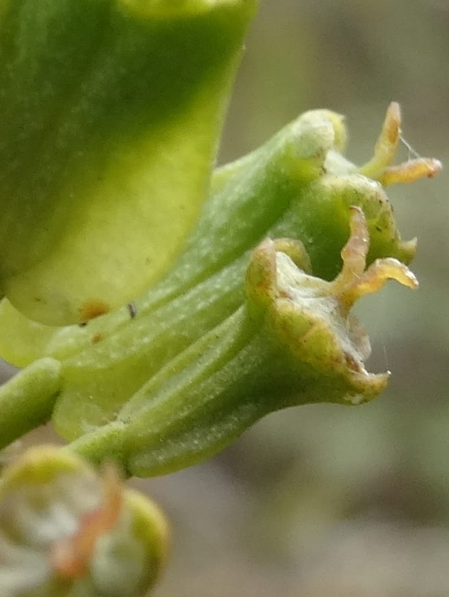 Myodocarpus involucratus, Lowry, P 7375--New Caledonia. Mont Dzumac. 12 Nov 2015. DSC01563 (546).JPG