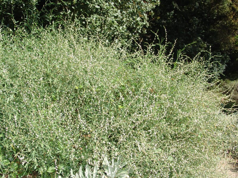 Polygonum equisetiforme--France. Paris. Jardin des Plantes. 4 Sep 07. 360.jpg