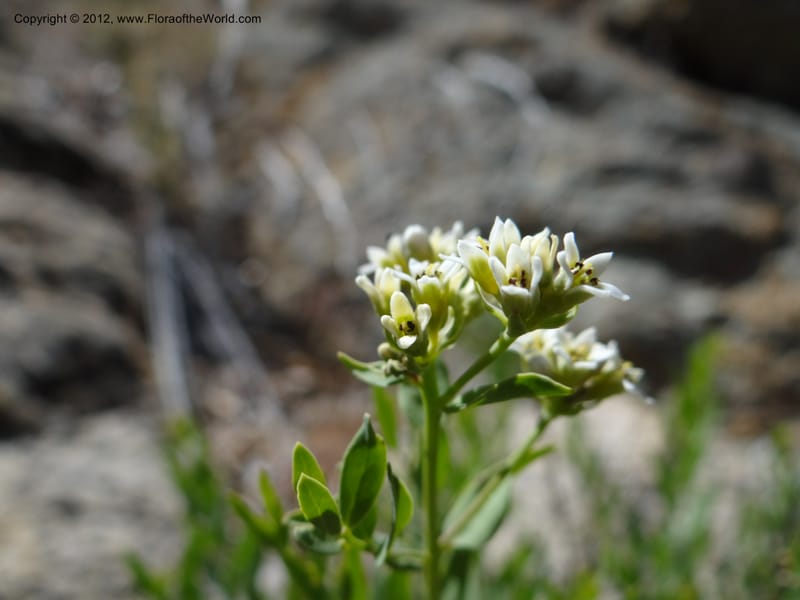 Comandra umbellata, Davidson, C 11942--AZ. Yavapai Co. Crown King Rd. 7 May 2012. DSC0894 1 (118).JPG