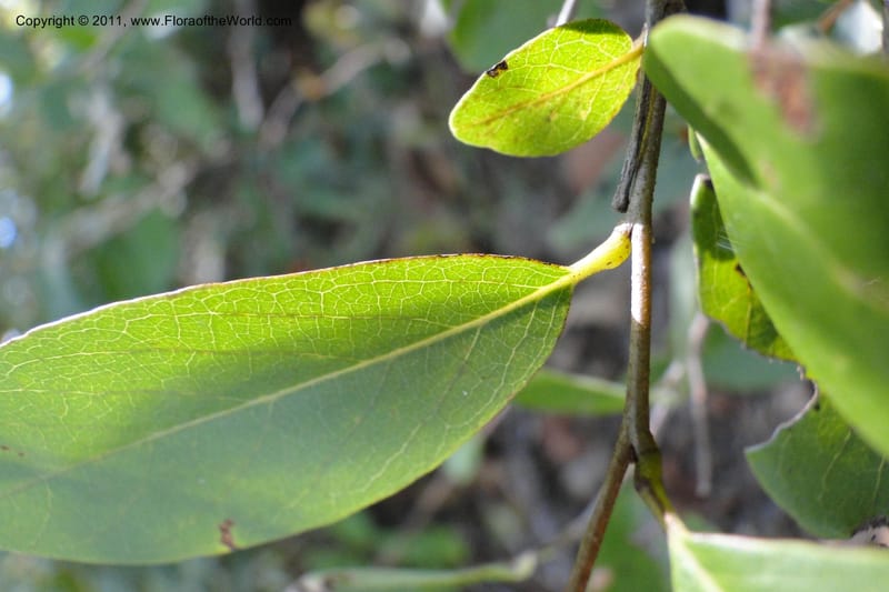 Annona, W. D. Stevens 31159--Paraguay. Edo. Concepcion. Garay Cue. 19 Mar 2011. 564 (5).jpg
