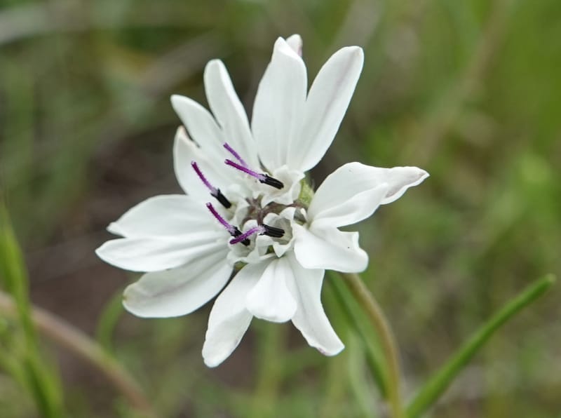 Blepharipappus scaber, C. Davidson 13761--Oregon. Wallowa Co. Zumwalt.Trail Cr. Rd. 4 Jun 2018. DSC04078 (424).JPG
