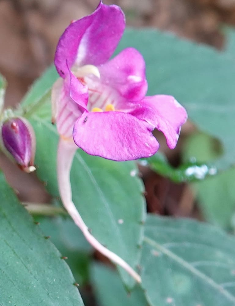 Impatiens bannaensis, D. Boufford 44157--China. Yunnan. Bu Long Shan. 6 May 2018. DSC02824 (277).JPG