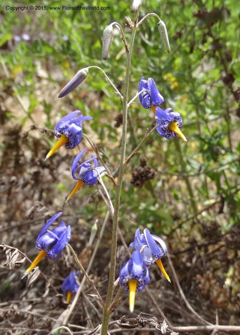 Conanthera bifolia, Davidson, C 12823--Chile. Ruta J-55 east of Talca. 27 Nov 2014. DSC08656 (19).JPG