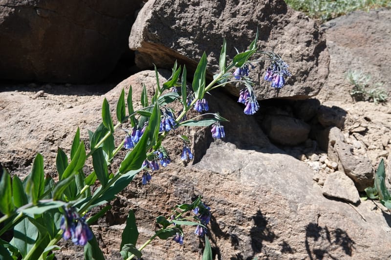 Mertensia ciliata, C. Davidson 13875--ID. Fremont Co. Sawtelle Pk. Stop 7. 30 Jul 2018. DSC08259 (2).JPG