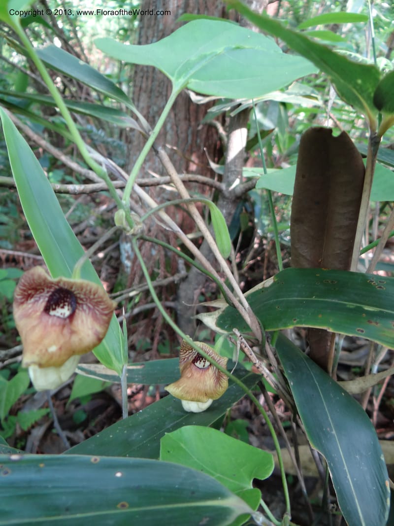 Aristolochia, Li Pan 1205292--China. Zhejiang Prov. Tian Mu Shan. 29 May 2012. DSC00348 (139).JPG