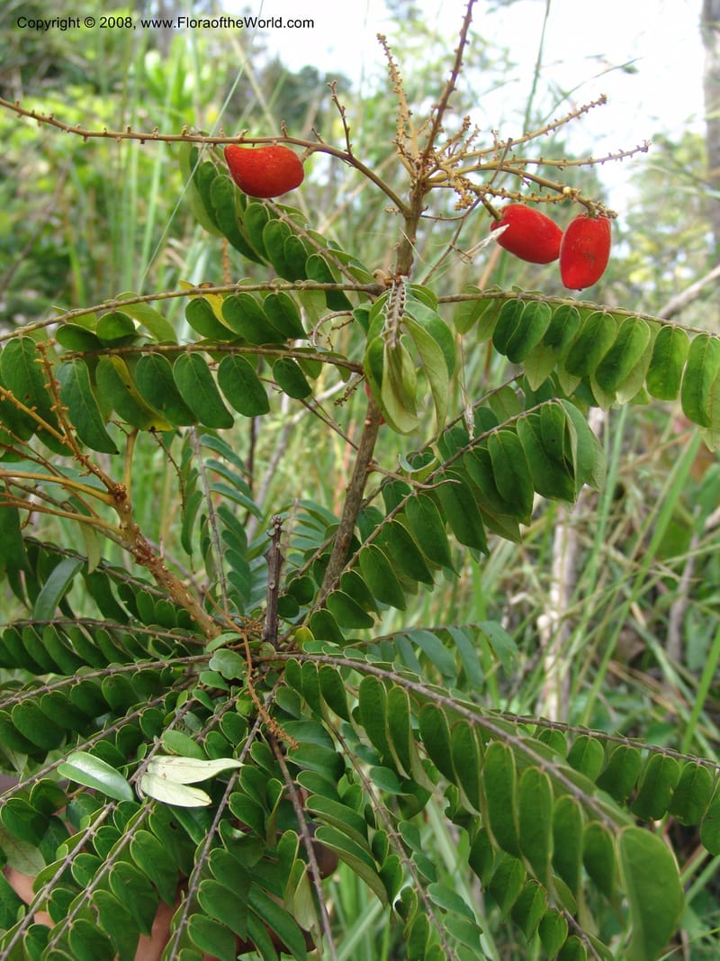Cnestis, MLeal1172--Gabon. Prv. Ogooue-Iv. Res. Lope. Fougere Brulee. 19 Apr 06. 238.jpg