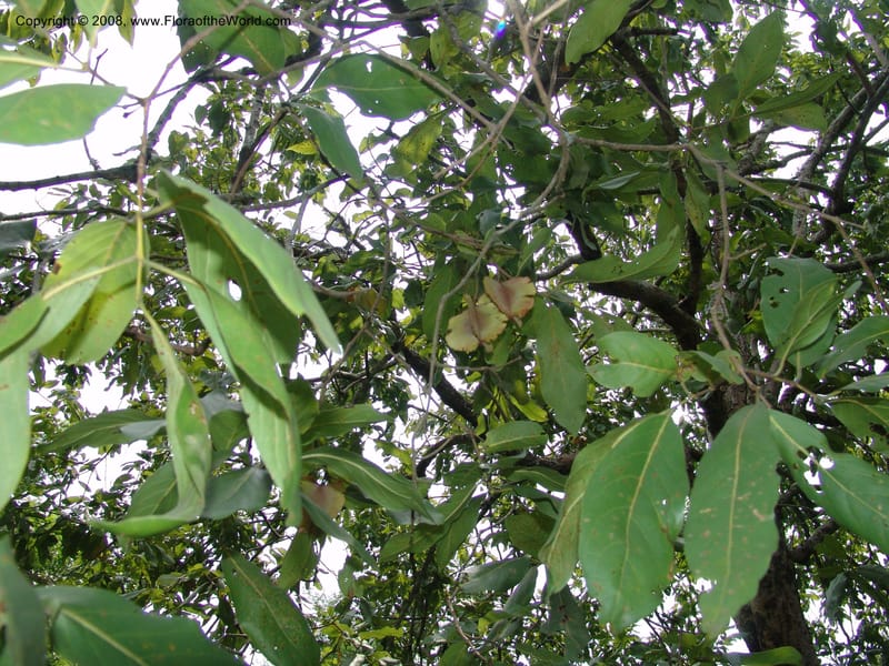 Combretum collinum--So. Africa. Lowveld Nat. Bot. Gard. 14 Mch 05. 493.jpg