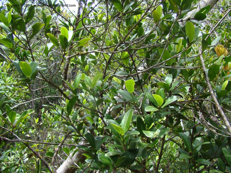 Medicosma,  Munzinger, J 4812--New Caledonia, Prov du Nord, Plateau de Poro, 16 Nov 2007, 011 (2).jpg