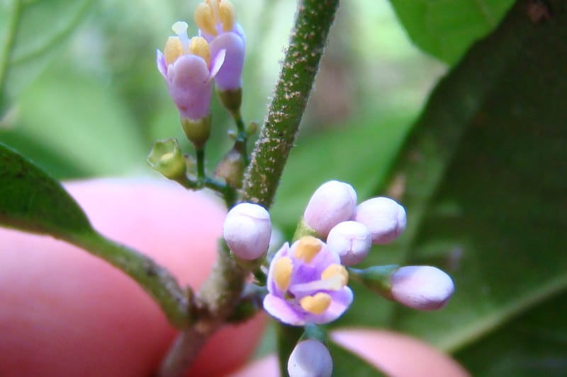 Callicarpa, Regalado 1734--Viet Nam. Thua Thien Hue Prov. Phu Loc Distr. Bach Ma. 13Apr 09. 131 (5).jpg