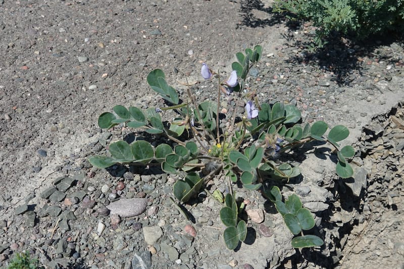 Poissonia heterantha, Fortunato 13088--Argentina. Hwy 150 W of Jachal. 5 Feb 2018. DSC08346 (65).JPG