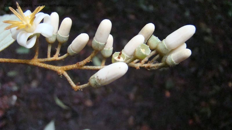 Styrax nicaraguensis,WDS#27263,Nicaragua,Matagalpa,La Selva Negra,16June2008 145.jpg