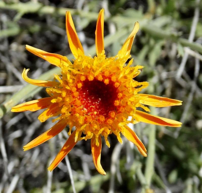 Adenophyllum cooperi, Davidson, C 13174--California, Mojave Nat'l Pres., 23 Apr 2016  8421 (4).JPG
