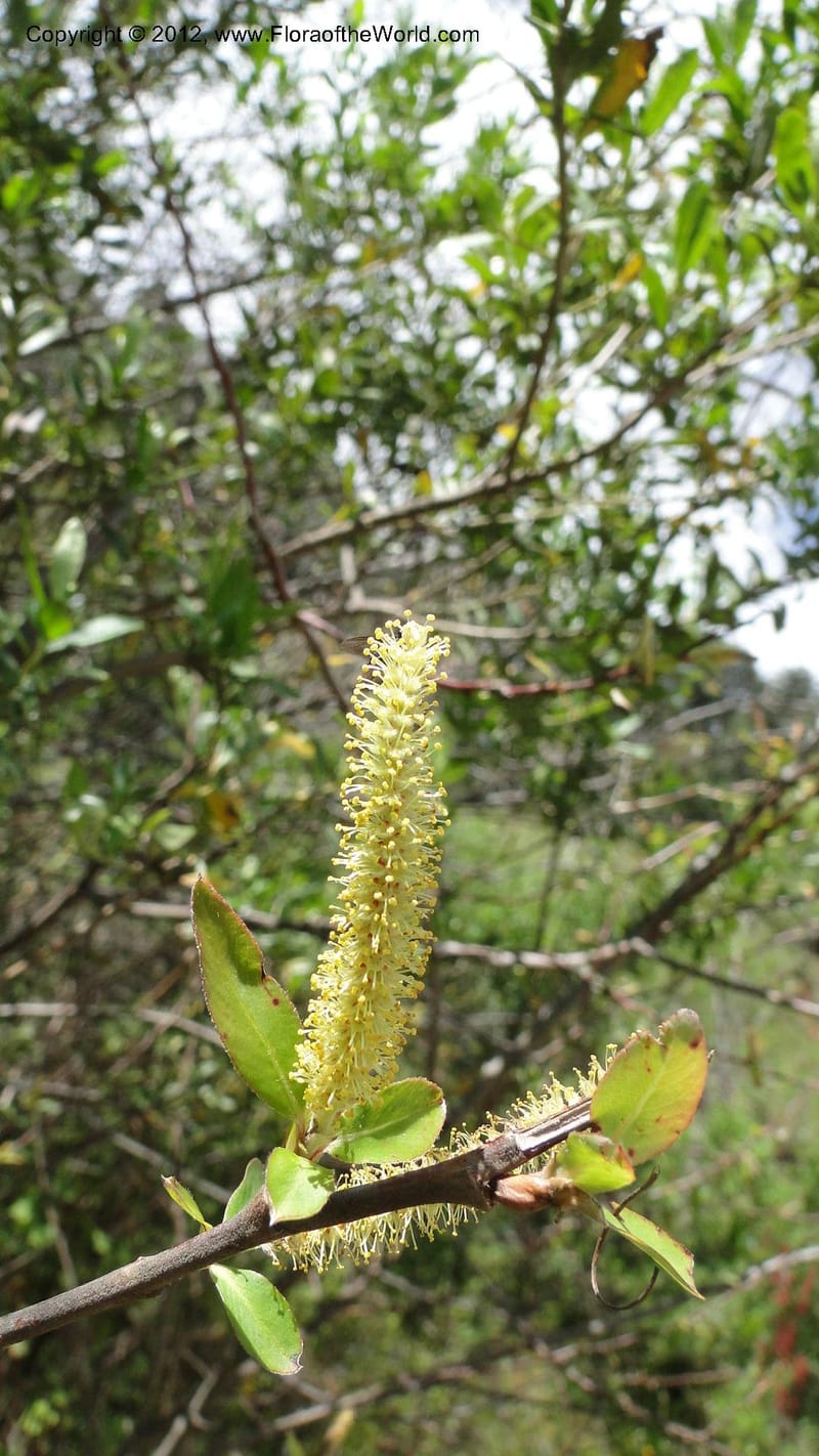 Salix, N. Martinez Melendez 2758--MX. Oaxaca. Camino Ixtlan-Talea. 15 Sept 2010. 278 (216).jpg