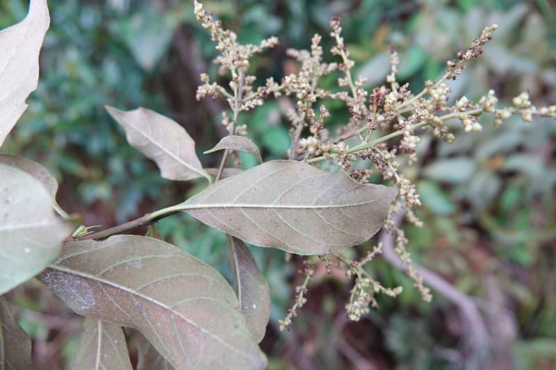 Wendlandia ligustrina, D. Boufford 44129--China. Yunnan. Meizi Lake Park. 3 May 2018. DSC01424 (219).JPG