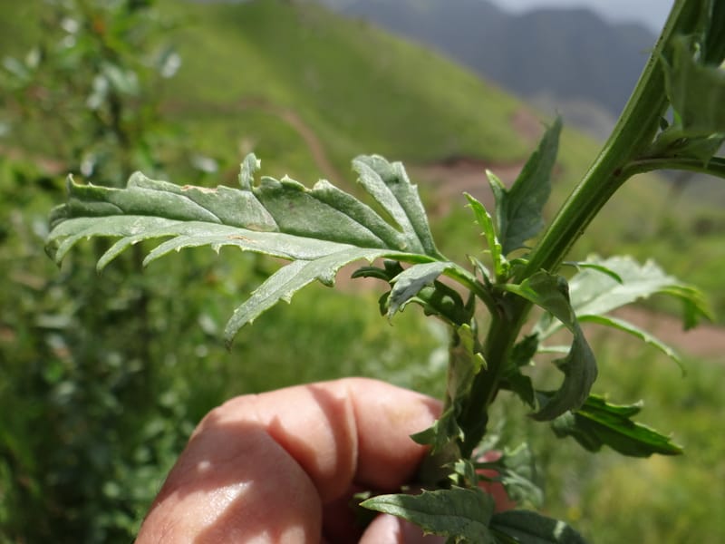Scrophularia--Kurdistan. Hawraman. Stop 5. 22 May 2013. DSC04493 (54).JPG