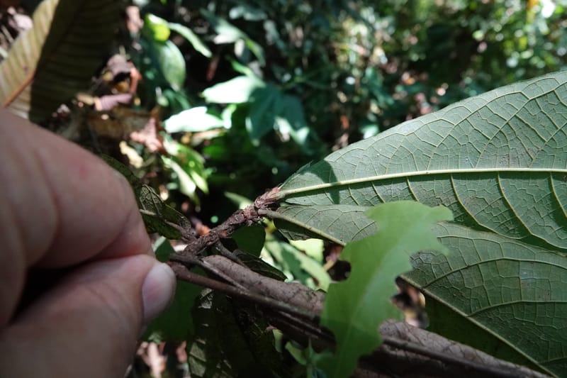 Poggea alata, C. Davidson 13956--Gabon. Arb. Sibang. 5 Nov. 2018. DSC02235 (62).JPG
