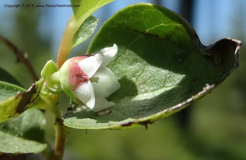 Gaultheria humifusa, Davidson, C 12546--ID. Valley Co. Cloochman Saddle Rd. 1 Jul 2014. DSC09181 (69).JPG