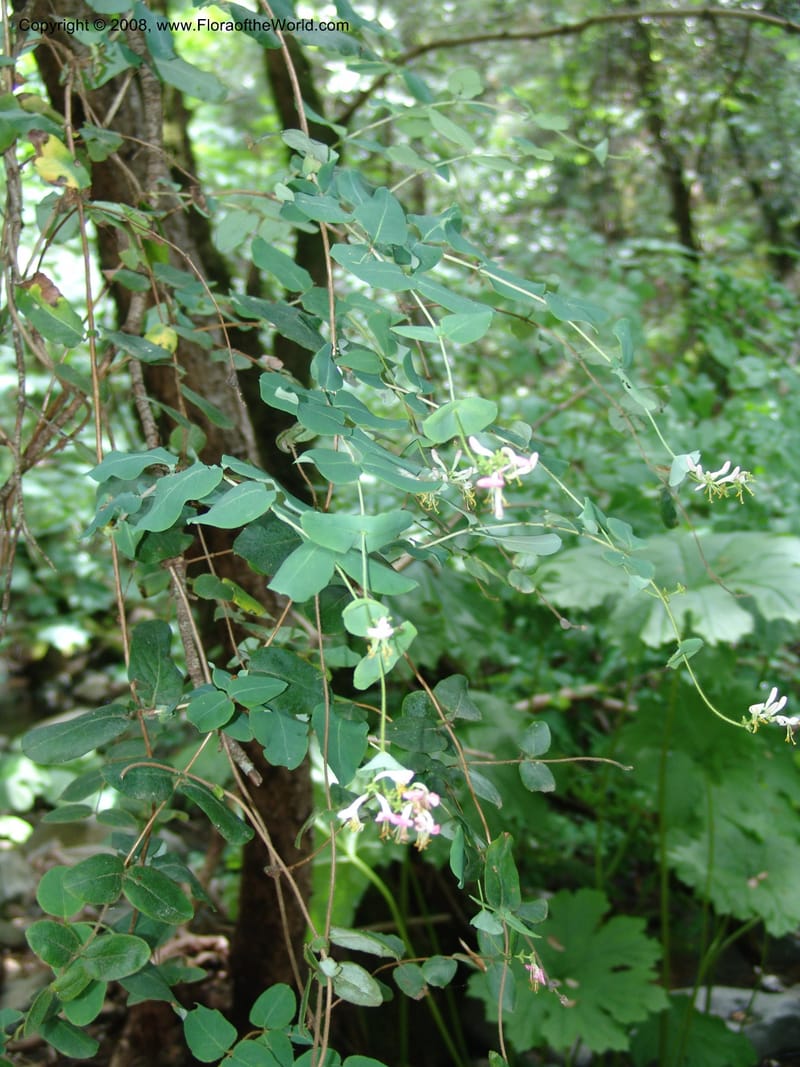 Lonicera hispidula v. vacillans, CDavidson11065--CA. Shasta Co. Lake Shasta. Waters Gulch Trail. 5 Jun 07. 192.jpg