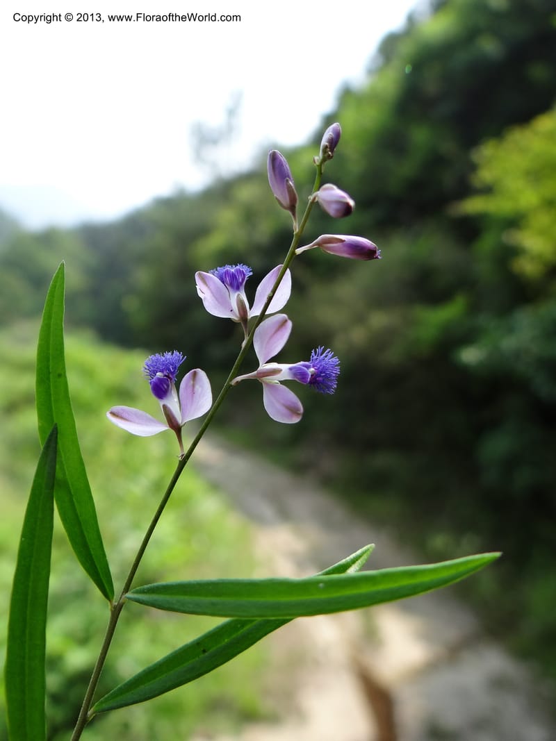 Polygala hongkongensis var. stenophylla, Li Pan 1205288--China. Zhejiang Prov. Shunxi Village. 28 May 2012. DSC00347 (241).JPG