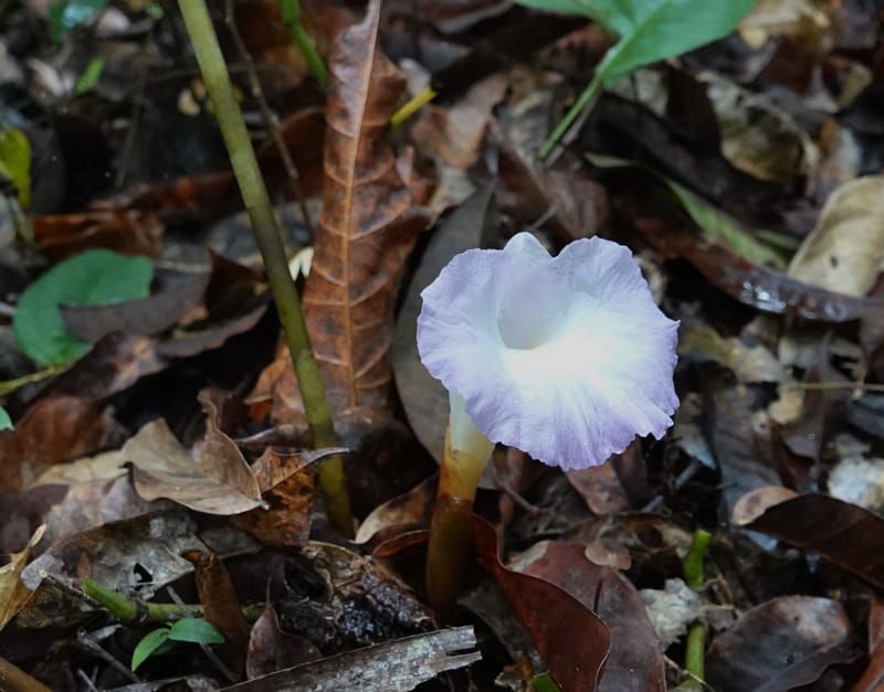 Aframomum, C. Davidson 13951--Gabon. Mondah. Arb Raponda Walker. 4 Nov 2018. DSC01949 (178).JPG