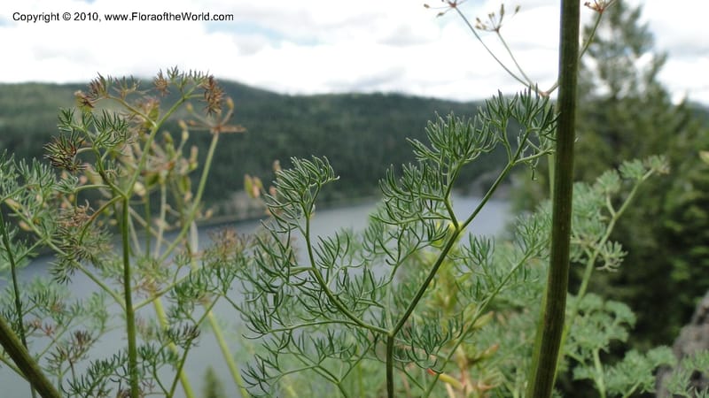 Lomatium grayi, B. Ertter 19967--Idaho. Valley County. 1 July 2010. 029.jpg