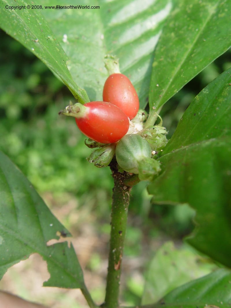 Psychotria--Cameroon. Mt. Cameroon. 6 Dec 03. 152.jpg