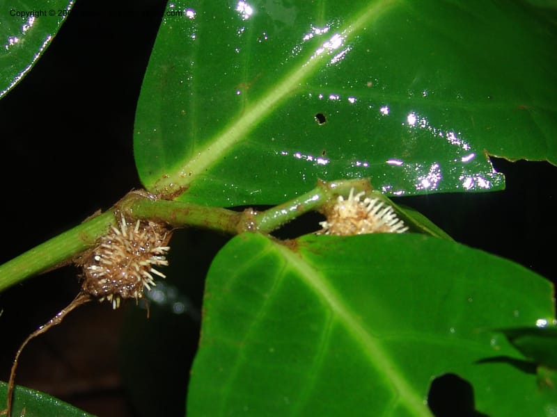 Piper longestylosum, AAraujoM1172--Bolivia. Pq. Nac. Madidi. Rio Tuichi, Rudidi Cr. 28 Nov 04. 080.jpg