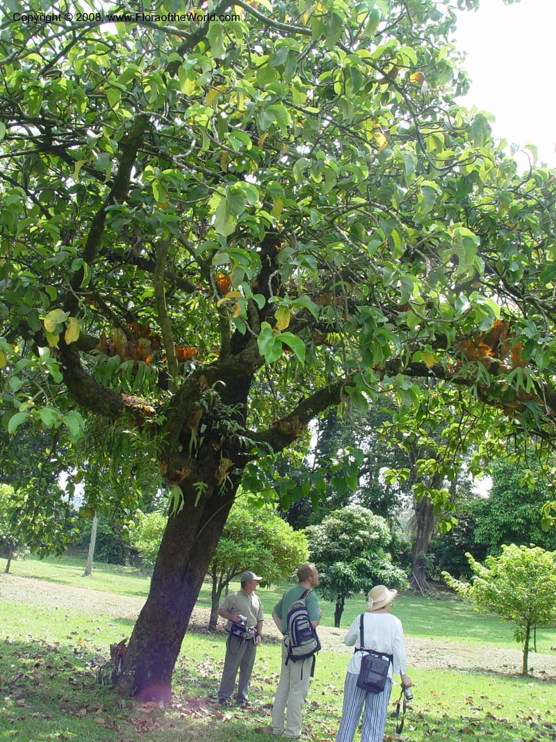 Artocarpus falcata, fem.--Cameroon. Limbe Botanic Garden. 4 Dec 03. 194.jpg