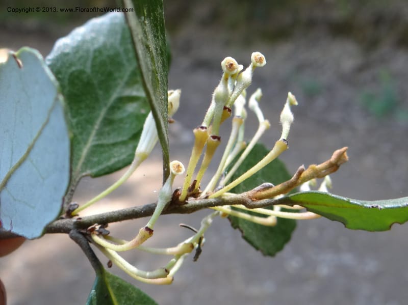 Lomatia dentata, W. D. Stevens 34157--Chile, PN Siete Tazas. 21 Feb 2013  99387 (7).JPG