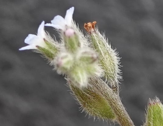 Myosotis stricta, C. Davidson 13755--Oregon. Wallowa Co. Zumwalt.Trail Cr. Rd. 4 Jun 2018. DSC04078 (212).JPG