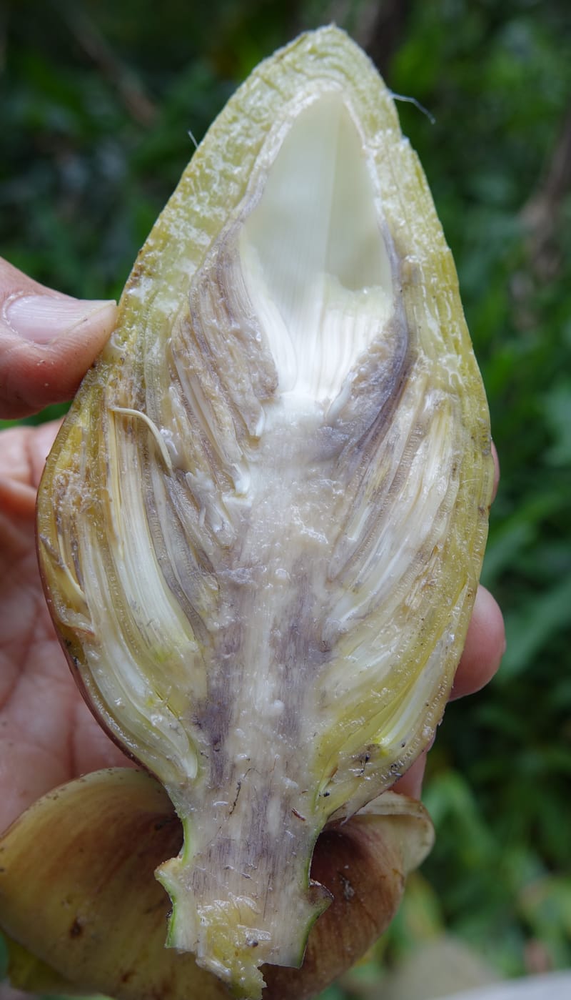 Musa formosana, Chung Kuo-Fang 3351--Taiwan. Wulai Distr. Wulai village. Hsing Hsian Trail. 19 May 2016. DSC03046 (183).JPG