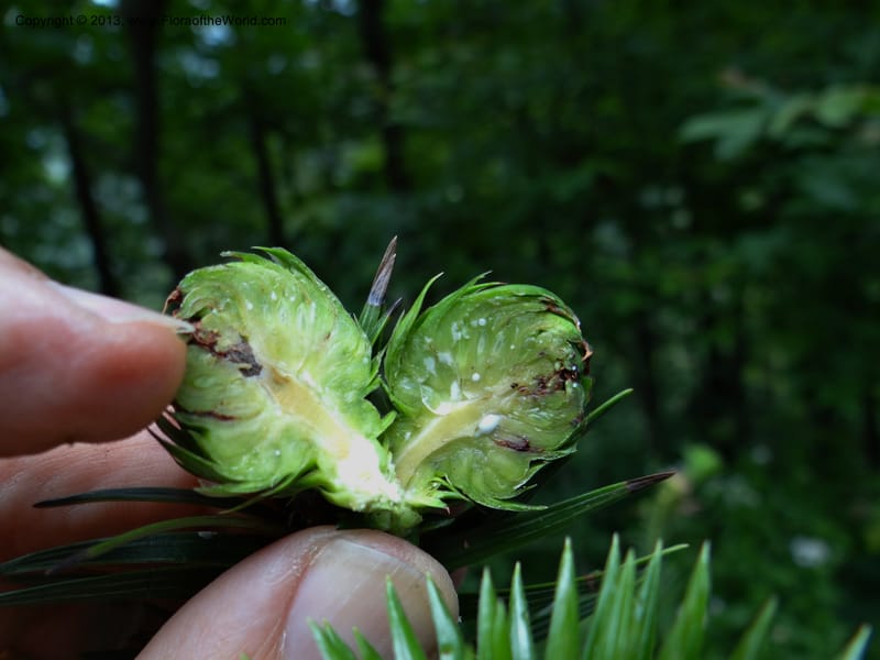 Cunninghamia lanceolata, Davidson, C 11976--China. Zhejiang Prov. Tian Mu Shan. 1 Jun 2012. DSC01264 (155).JPG