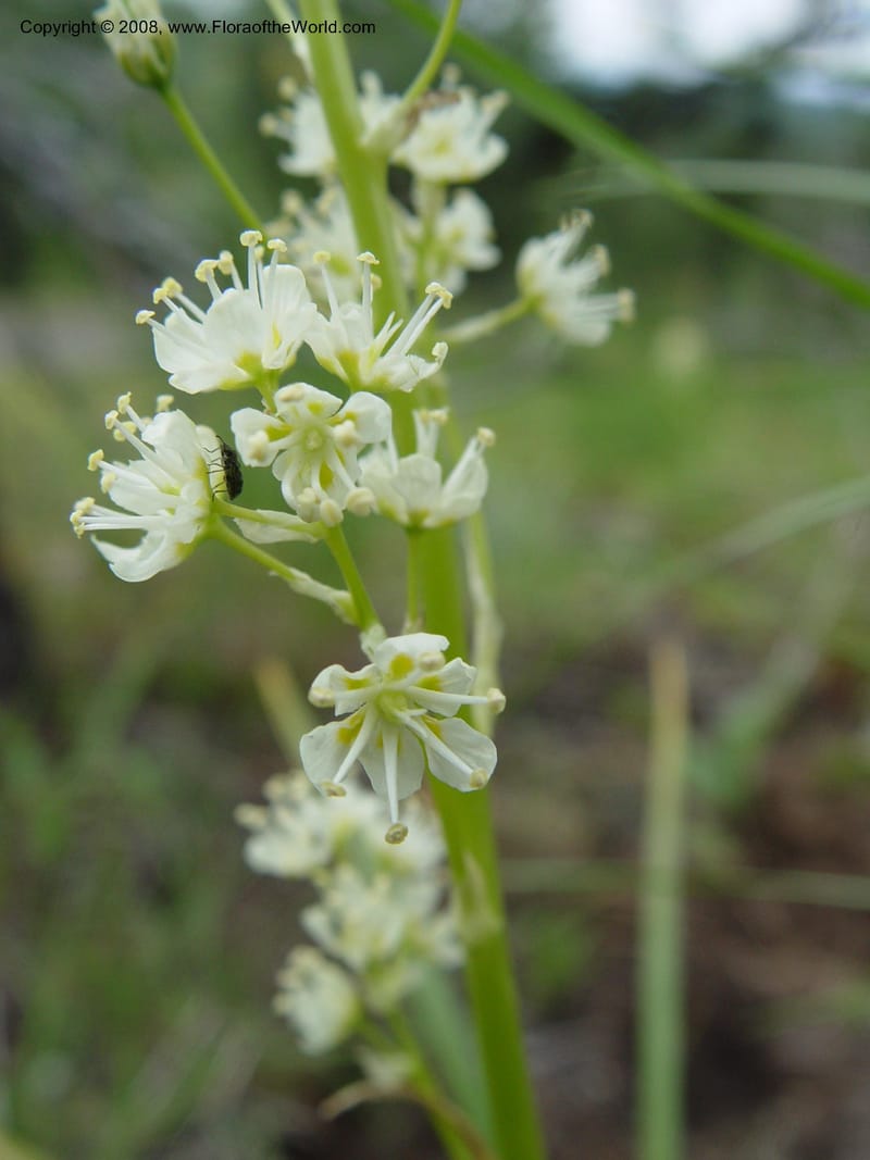 Zigadenus paniculatus--ID. Valley Co. Ponderosa St. Park.   5 Jun 04. 003.jpg