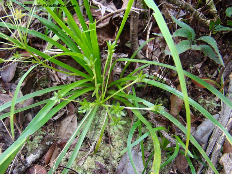 Campynemanthe, JMunzinger4843--New Caledonia. Plateau de Dogny. 19 Nov 07. 103.jpg