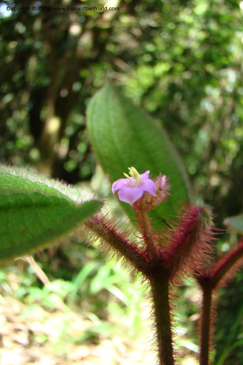 Allomorphia inaequifolia, Regalado 1746--Viet Nam. Thua Thien Hue Prov. Phu Loc Distr. Bach Ma. 13 Apr 09. 305.jpg