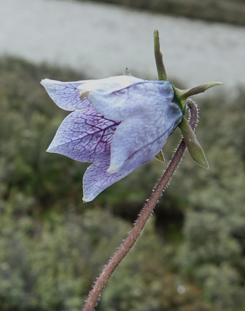 Codonopsis, C. Davidson 13788--China. Sichuan. Daocheng Xian. 14 Aug 2017. DSC05676 (89).JPG