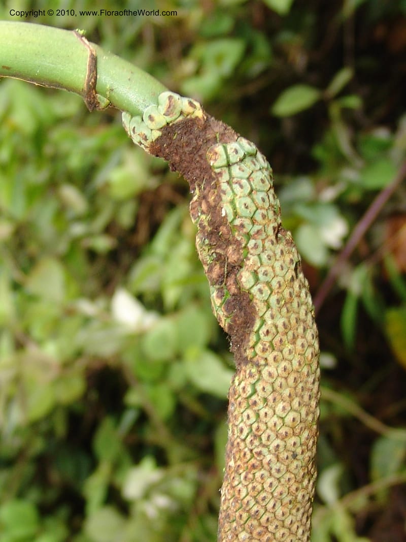 Rhodospatha, Croat 96354--Ecuador. Prov. Pichincha. Pacto-Pto. Quito Rd.. 25 Mar 06. 203 (1).jpg