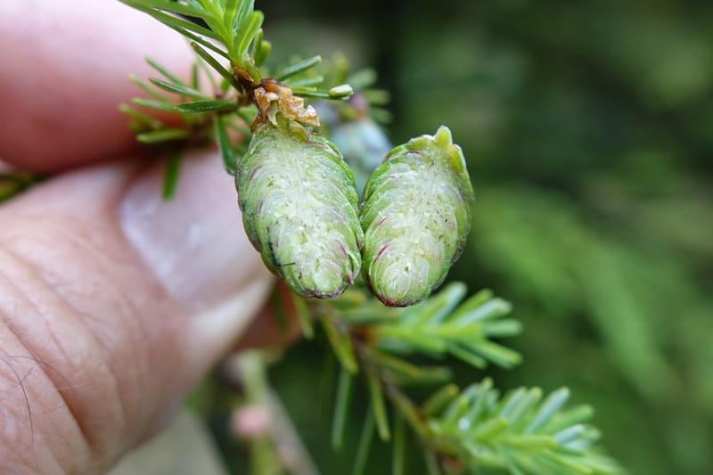Tsuga chinensis, Tseng Yu-Hsin 1332--Taiwan. Taroko Nat. Park. Mt. Bilu Trail. 21 May 2016.  (190).JPG