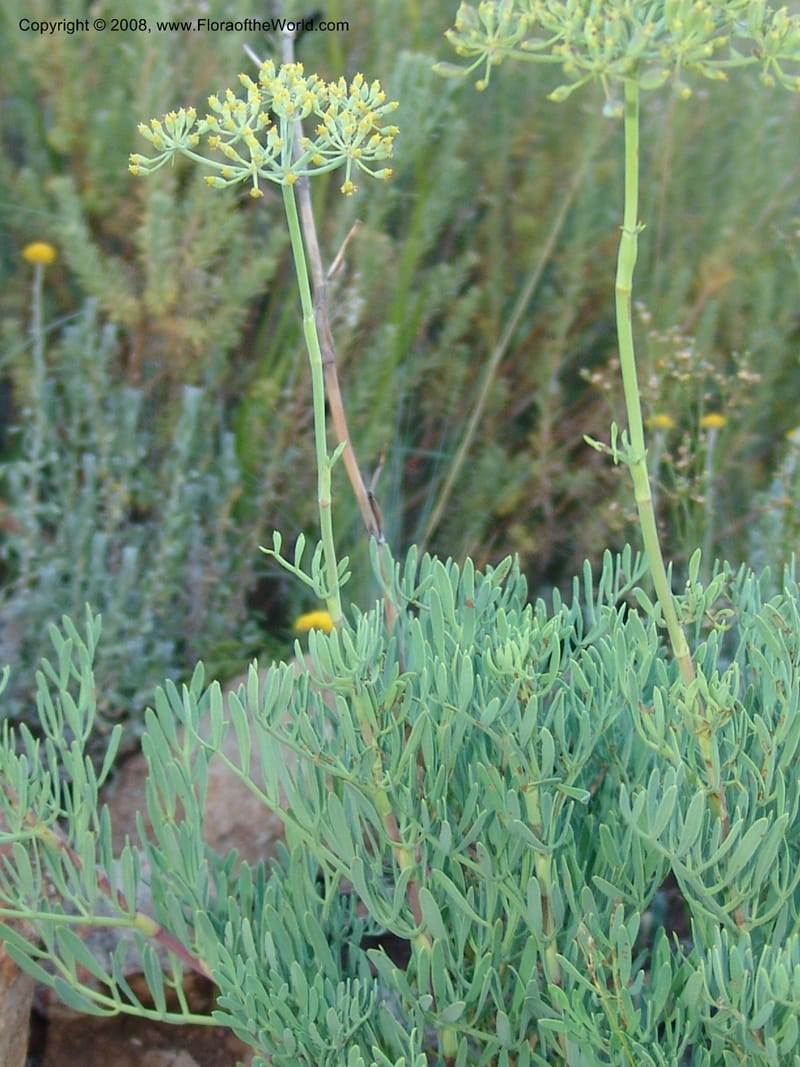 Peucedanum capense--So.Africa. E. Cape. Joubert's Pass, SE of Lady Gray. 9 Mch 05. 316.jpg