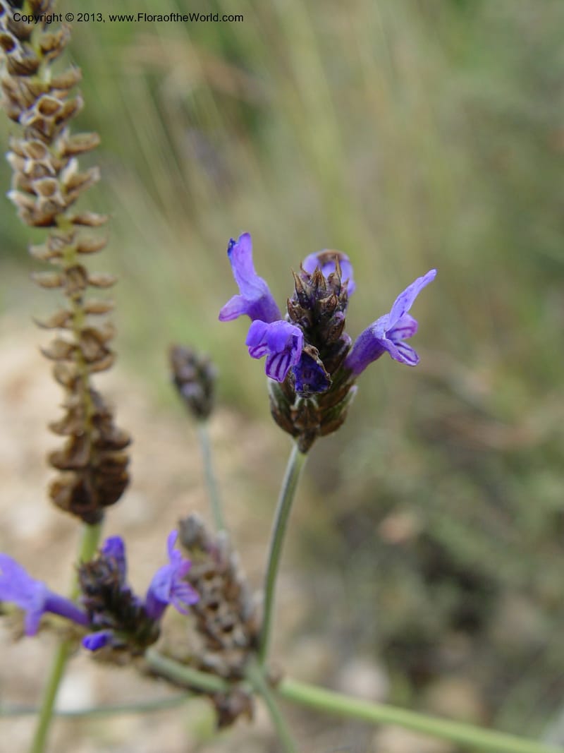 Lavandula multifida--Cabo de Gata.  16 Apr 04. 368 (6).jpg
