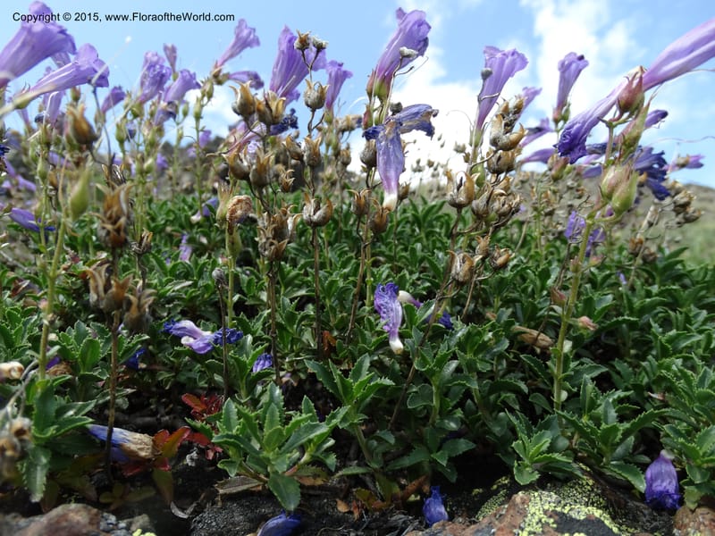 Penstemon fruticosus var. serratus, Davidson, C 12590--ID. Idaho Co. Seven Devils Camp Ground. 15 Jul 2014. DSC00113 (97).JPG
