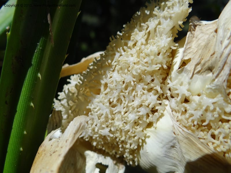 Pandanus fusinus, Buerki, S 334--Malaysia. Sabah. Tahan Niaga Plantation. 8 Apr 2012. DSC07609 (99).JPG