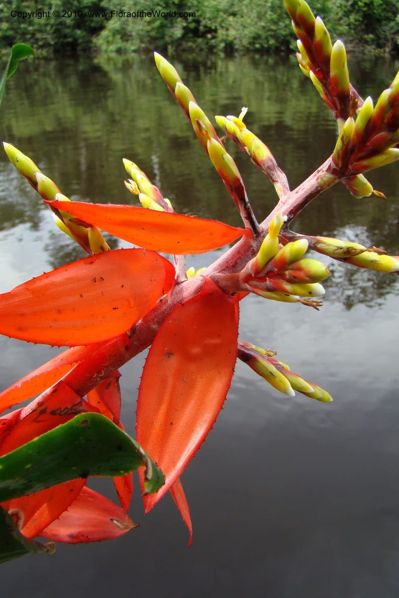 Aechmea, RVasquez34772--Peru. Loreto. Dist. Nauta. Qbda Nawapa, Rio Tigre. 11 Nov 08. 581.jpg