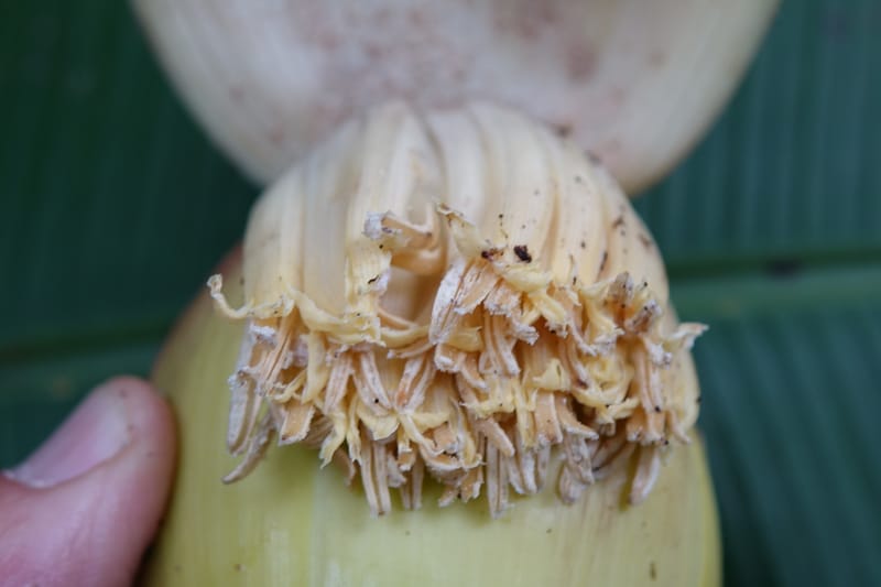 Musa formosana, Chung Kuo-Fang 3351--Taiwan. Wulai Distr. Wulai village. Hsing Hsian Trail. 19 May 2016. DSC03046 (167).JPG