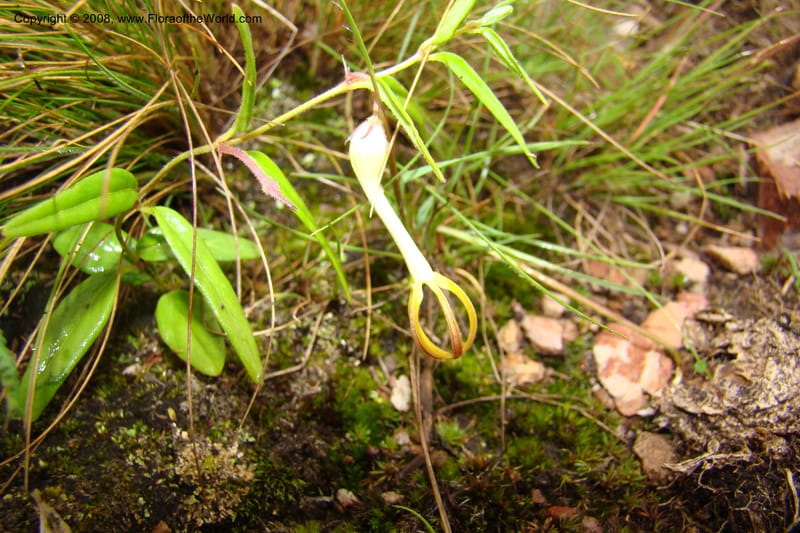 Ceropegia, WKindeketa3047--Tanz. Makete Distr. Kitulo Nat. Pk. 25 Jan 08. 311.jpg