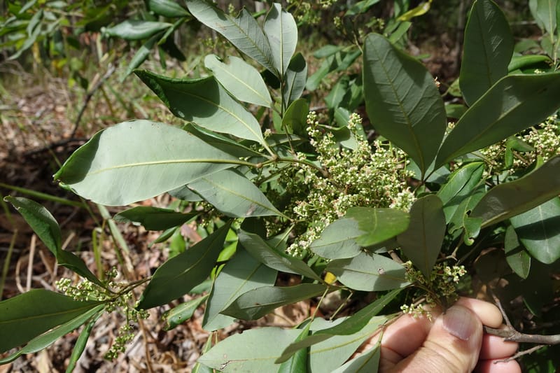 Guioa semiglauca, Davidson, C 13334--Australia. Qld. Austinville Rd. 17 Oct 2016. DSC02705 (34).JPG