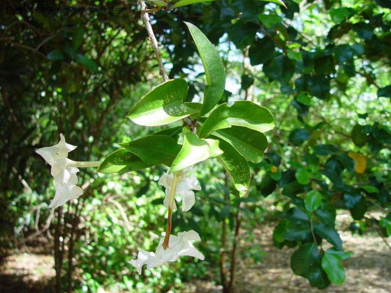 Brunfelsia plicata--FL. Fairchild Tropical Gard. 6 Apr 03. 153.jpg