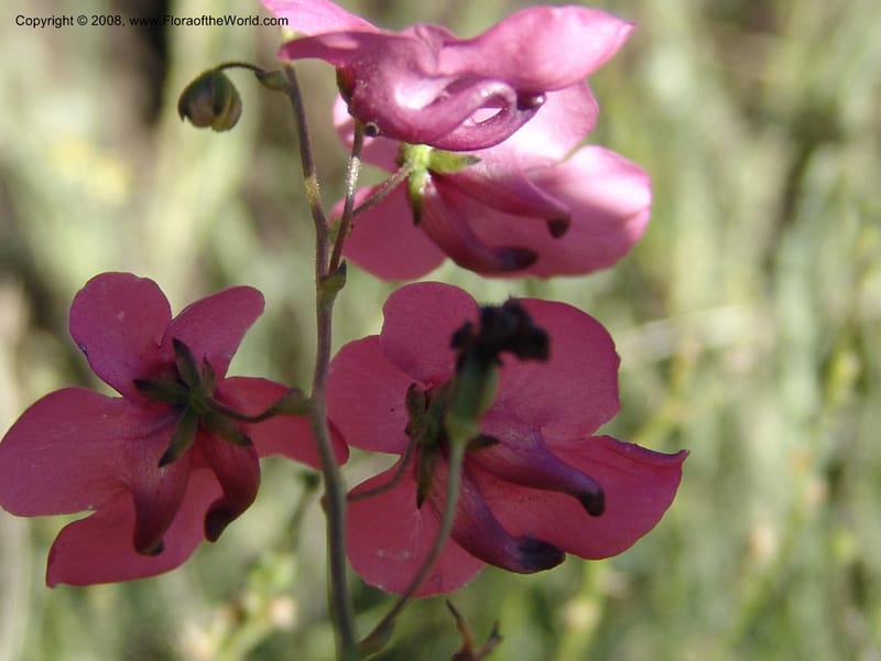 Diascia integerrima--So.Africa. E. Cape. Joubert's Pass, SE of Lady Gray. 9 Mch 05. 155.jpg