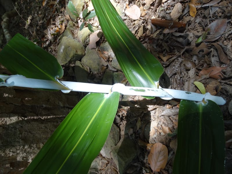 Flagellaria, Callmander, M 1254--New Caledonia. Nehoue Forest. 17 Nov 2015. DSC03041 (221).JPG