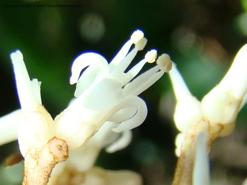 Citronella, P. Lowry 7215--New Caledonia. 618 (12).jpg